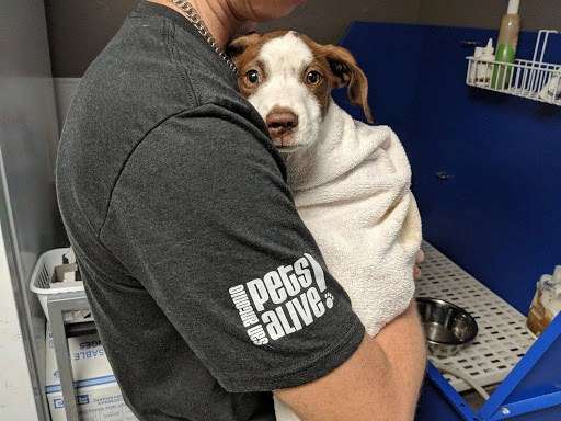 Illustration de l'article : Abandonnés dans une poubelle ces deux chiots ont trouvé le salut à la boucherie ! 